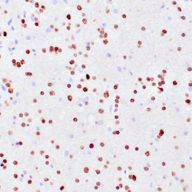 Anti-RBFOX3 antibody [A60] IHC antibody paraffin tissue