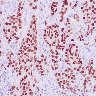 Anti-GATA3 antibody [L50‐823] IHC antibody paraffin tissue