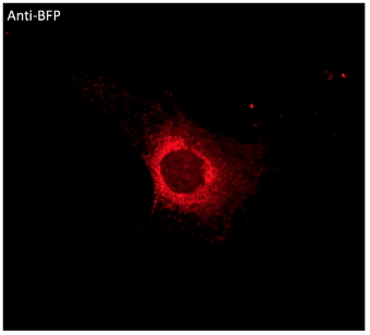 Anti-BFP antibody STJ140252