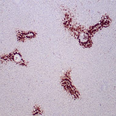 Anti-Glutamine Synthetase antibody (50-250aa) [ZM377] IHC antibody paraffin tissue