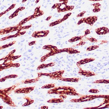Anti-Cytokeratin CAM 5.2* antibody [CAM5.2] IHC antibody paraffin tissue