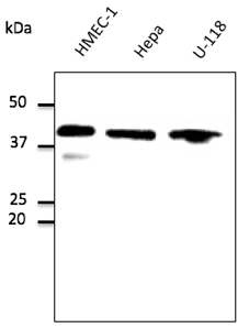 Anti-GAPDH STJ140038