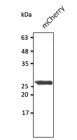 Anti-mCherry antibody STJ140213