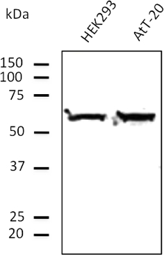 Anti-TUBA4A STJ140051