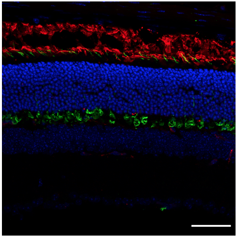 Goat Anti-Rabbit DyLight 488 STJ140239