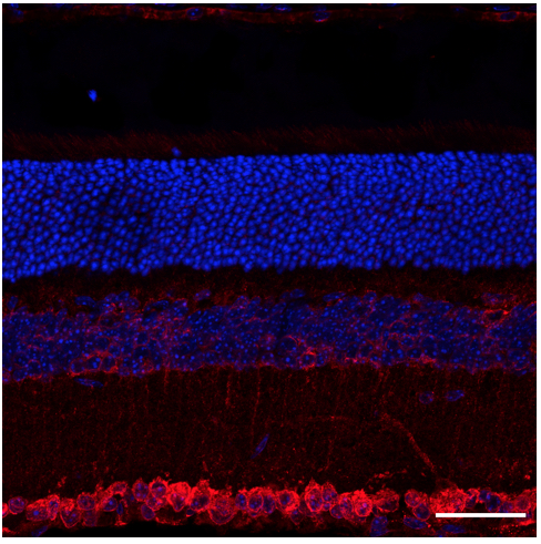 Goat Anti-Rabbit DyLight 633 STJ140241