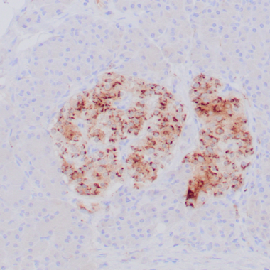 Anti-Chromogranin A antibody [ZR427] IHC antibody paraffin tissue
