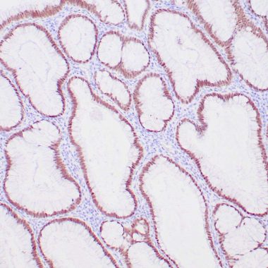Anti-CDX2 antibody (Full length) [ZR215] IHC antibody paraffin tissue