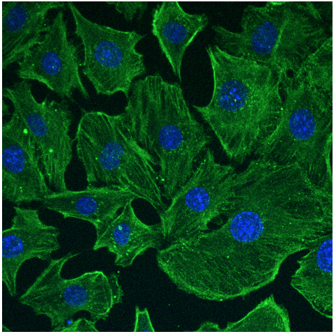 Goat Anti-Mouse DyLight 488 STJ140231