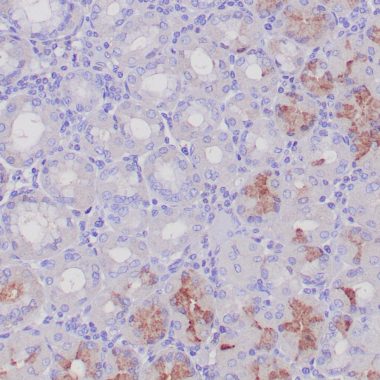 Anti-Gastrin antibody (Full Length) [ZM359] IHC antibody paraffin tissue