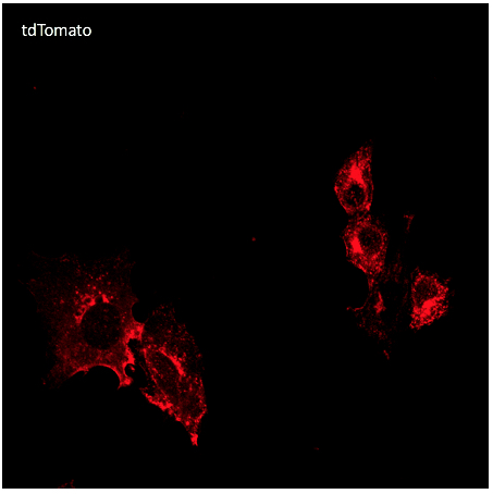 Anti-tdTomato antibody STJ140278