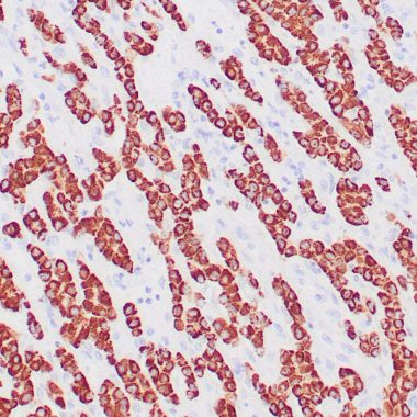 Anti-HepPar1 antibody [OCH1E5] IHC antibody paraffin tissue