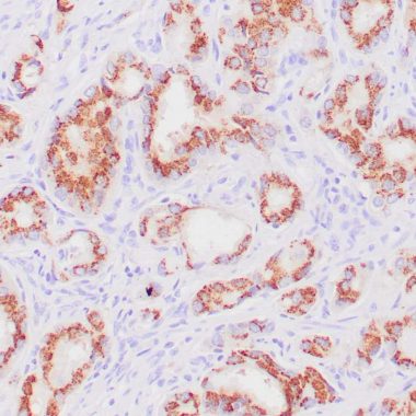 Anti-Prostein antibody (N-Term) [ZR9] IHC antibody paraffin tissue