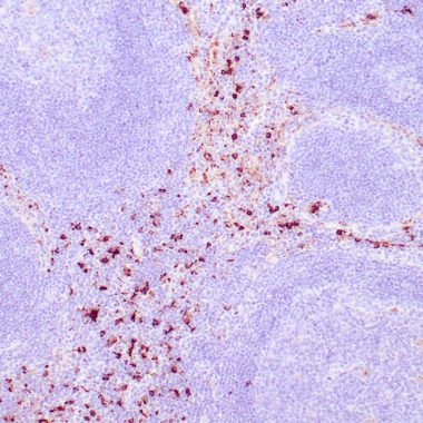 Anti-Lysozyme antibody (18-147aa) [ZM120] IHC antibody paraffin tissue