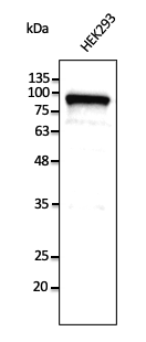 Anti-CANX STJ140016